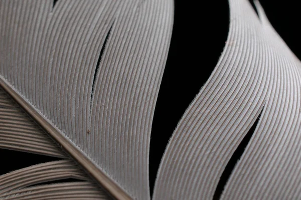 Carrier Pigeon Feather Macro Photo — Stock Photo, Image