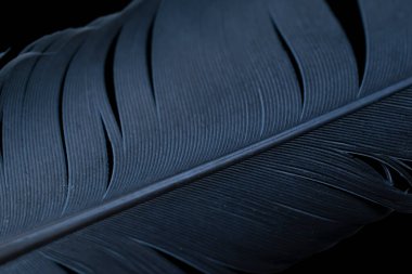 Posta güvercini tüyü. makro fotoğraf