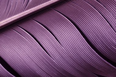 Posta güvercini tüyü. makro fotoğraf