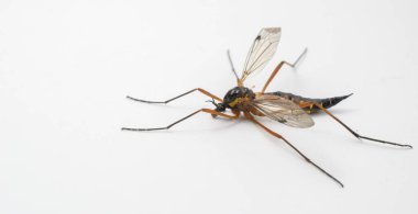 Beyaz bir arka planda büyük dişi sinek. Tanyptera atrata..