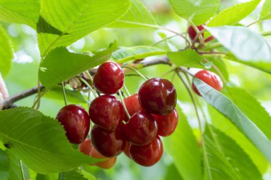 Meyveleri salkım salkım dizili kiraz ağaçları,