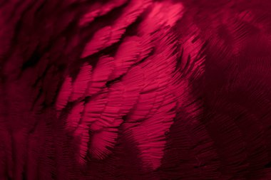 Kırmızı tüylü güvercin makro fotoğrafı. doku veya arkaplan