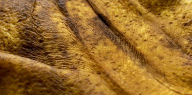 muz kabuğu arkaplanı farklı ışıkta