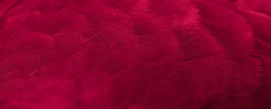 Kırmızı tüylü güvercin makro fotoğrafı. doku veya arkaplan