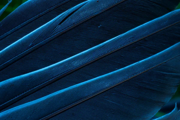 Blaue Federtaube Makrofoto Textur Oder Hintergrund — Stockfoto