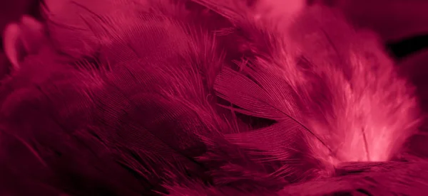 Red Feather Pigeon Macro Фото Текстура Фон — стоковое фото