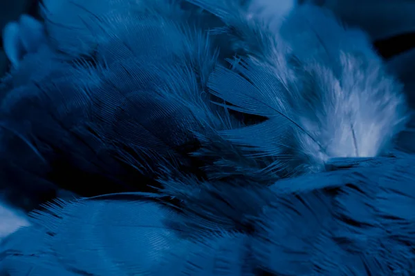 Kék Toll Galamb Makró Fénykép Textúra Vagy Háttér — Stock Fotó