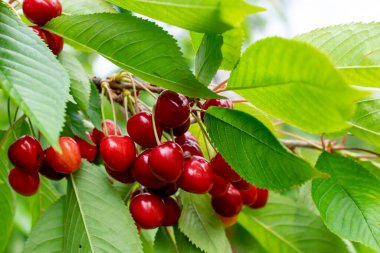 Meyveleri salkım salkım dizili kiraz ağaçları,