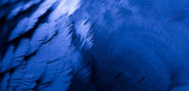 Mavi tüylü güvercin makro fotoğrafı. doku veya arkaplan