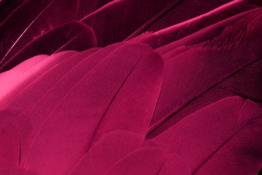 Kırmızı tüylü güvercin makro fotoğrafı. doku veya arkaplan