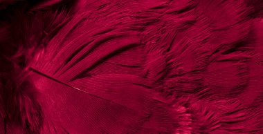 Kırmızı tüylü güvercin makro fotoğrafı. doku veya arkaplan