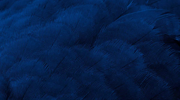 Paloma Plumas Azul Macro Foto Textura Fondo —  Fotos de Stock