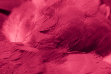 Kırmızı tüylü güvercin makro fotoğrafı. doku veya arkaplan