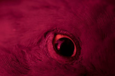 Mavi tüylü güvercin makro fotoğrafı. doku veya arkaplan