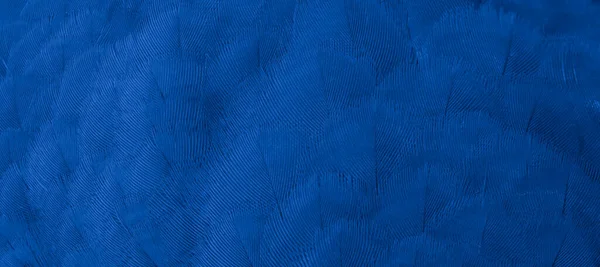 Paloma Plumas Azul Macro Foto Textura Fondo — Foto de Stock