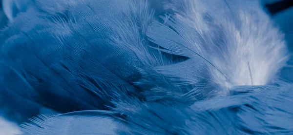 蓝色羽毛鸽子宏观照片 纹理或背景 — 图库照片