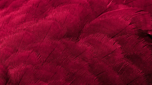 Red Feather Pigeon Macro Photo Texture Background — Stock Photo, Image