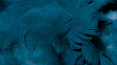 Mavi tüylü güvercin makro fotoğrafı. doku veya arkaplan