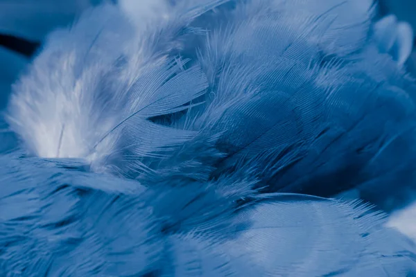 stock image blue feather pigeon macro photo. texture or background