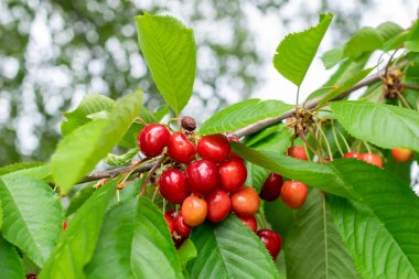 Meyveleri salkım salkım dizili kiraz ağaçları,