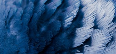 Mavi tüylü güvercin makro fotoğrafı. doku veya arkaplan