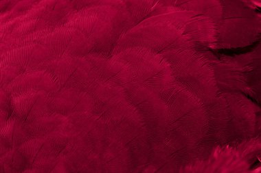 Kırmızı tüylü güvercin makro fotoğrafı. doku veya arkaplan