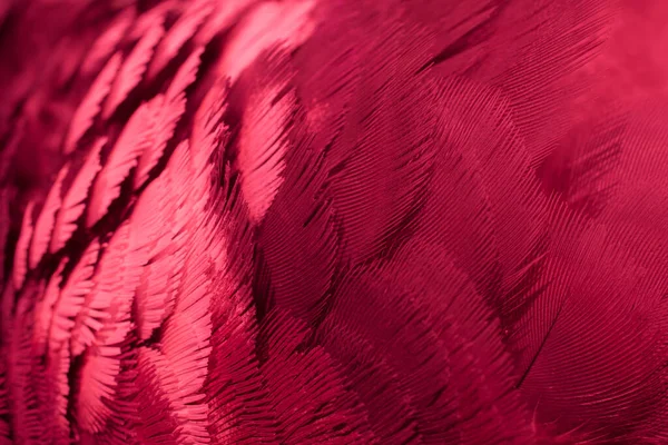 Red Feather Pigeon Macro Photo Texture Background — Stock Photo, Image