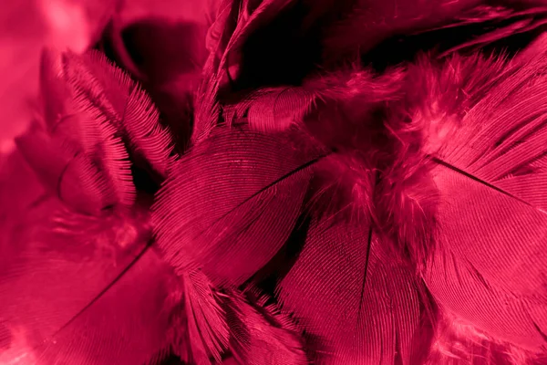 Rouge Plume Pigeon Macro Photo Texture Fond — Photo
