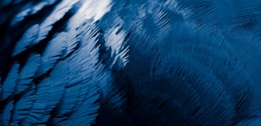 Mavi tüylü güvercin makro fotoğrafı. doku veya arkaplan