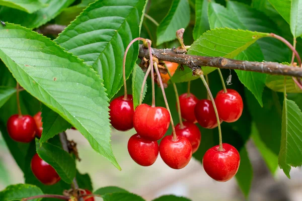 Meyveleri salkım salkım dizili kiraz ağaçları,