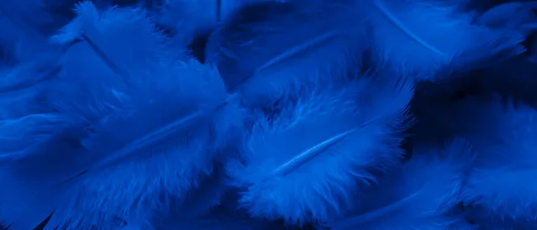 Foto Macro Pombo Pena Azul Textura Fundo — Fotografia de Stock