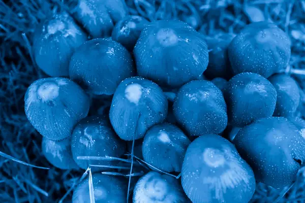 Jamur Payung Dengan Kaki Tipis Berwarna Biru — Stok Foto