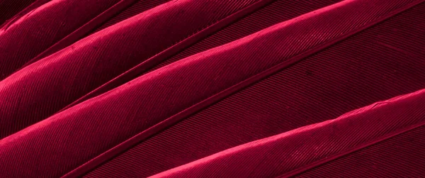 Červená Opeřená Fotka Makra Holuba Textura Nebo Pozadí — Stock fotografie