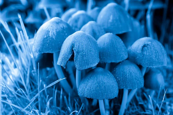Las Setas Del Paraguas Las Patas Delgadas Sobre Azul — Foto de Stock
