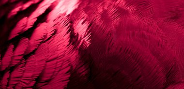 Kırmızı tüylü güvercin makro fotoğrafı. doku veya arkaplan