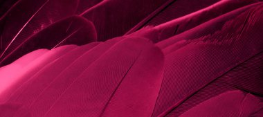 Kırmızı tüylü güvercin makro fotoğrafı. doku veya arkaplan