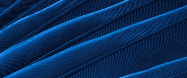 Paloma Plumas Azul Macro Foto Textura Fondo —  Fotos de Stock