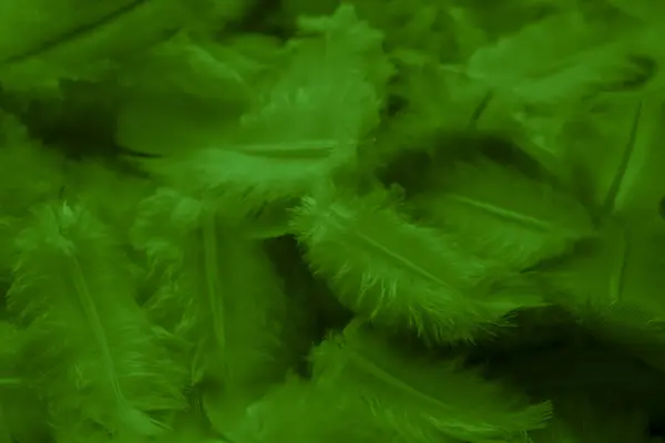 Πράσινο Φτερό Περιστέρι Μακροεντολή Φωτογραφία Υφή Φόντο — Φωτογραφία Αρχείου