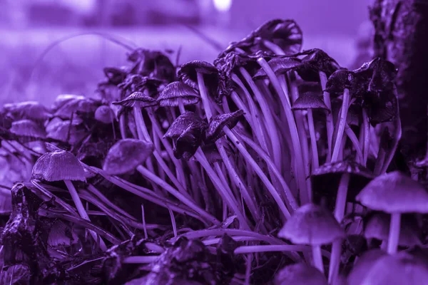 紫罗兰薄腿伞形蘑菇 — 图库照片
