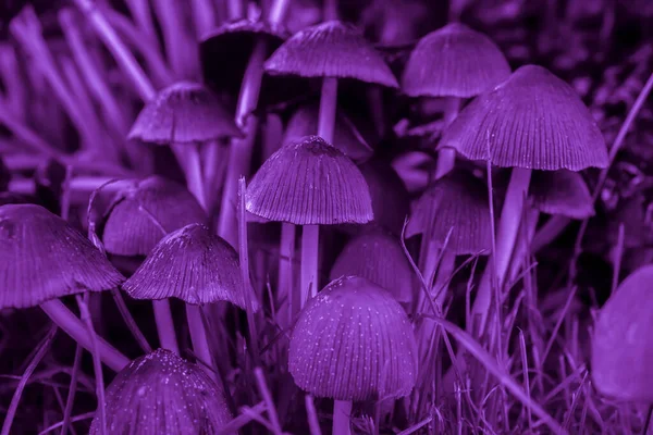 紫の上の薄い足の上に傘キノコ — ストック写真