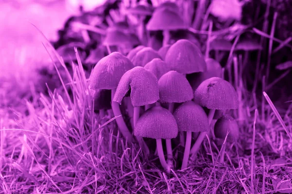 Зонтичные Грибы Тонких Ножках Фиолетовых — стоковое фото