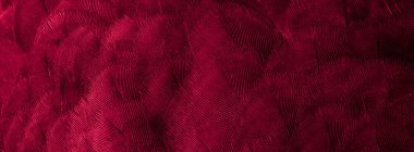 Kırmızı tüylü güvercin makro fotoğrafı. doku veya arkaplan