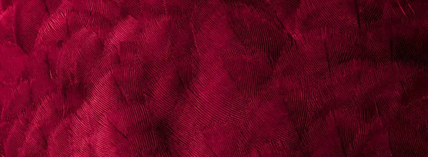 Pichón Plumas Rojo Macro Foto Textura Fondo — Foto de Stock