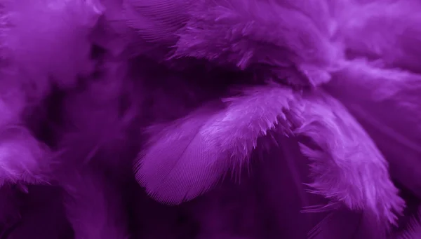 Mor Tüylü Güvercin Makro Fotoğrafı Doku Veya Arkaplan — Stok fotoğraf