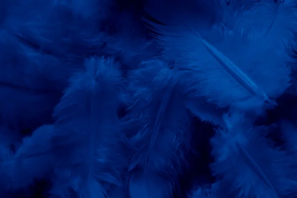 Blue Feather Pigeon Macro Photo Texture Background — Stock Photo, Image