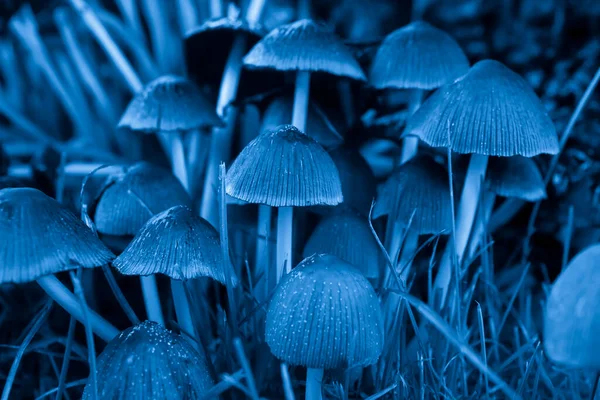 Cogumelos Guarda Chuva Pernas Finas Azul — Fotografia de Stock