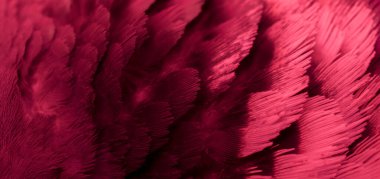 Kırmızı tüylü güvercin makro fotoğrafı. doku veya arkaplan