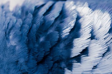 Mavi tüylü güvercin makro fotoğrafı. doku veya arkaplan