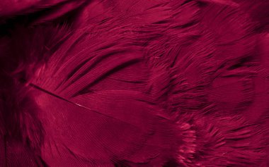 Kırmızı tüylü güvercin makro fotoğrafı. doku veya arkaplan