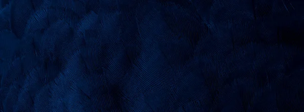 Foto Macro Del Piccione Piuma Blu Texture Sfondo — Foto Stock